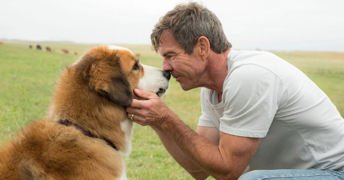 Netflix brengt nieuwe film 'A Dog's Perfect Christmas' uit in 'A Dog's Purpose'-reeks